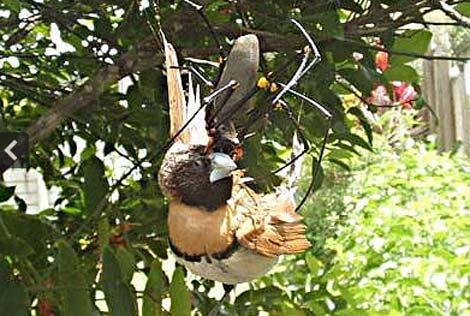 Picture 2 of Watch giant spider eating bird meat