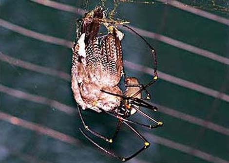 Picture 3 of Watch giant spider eating bird meat