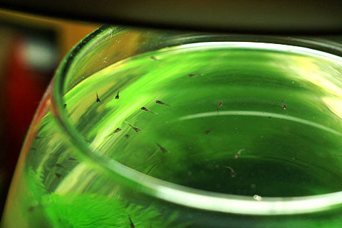 Picture 10 of Watch guppies laying babies