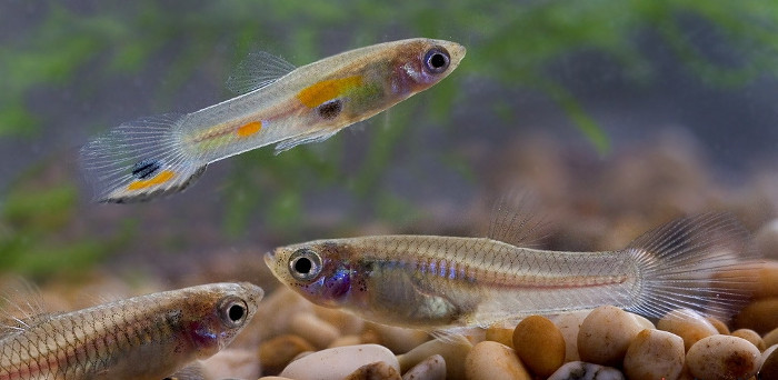 Picture 11 of Watch guppies laying babies
