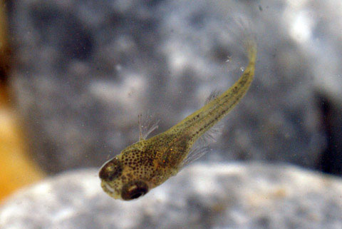 Picture 5 of Watch guppies laying babies