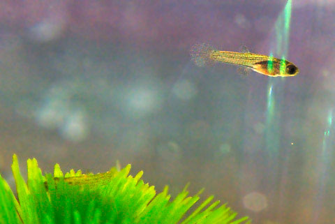 Picture 6 of Watch guppies laying babies