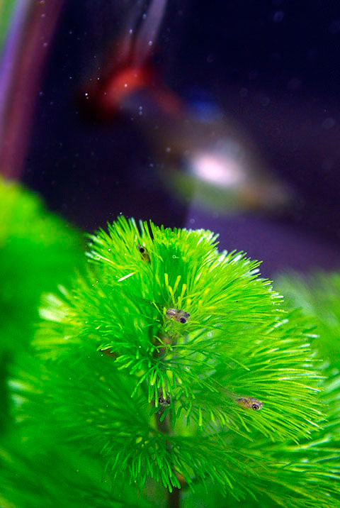 Picture 7 of Watch guppies laying babies