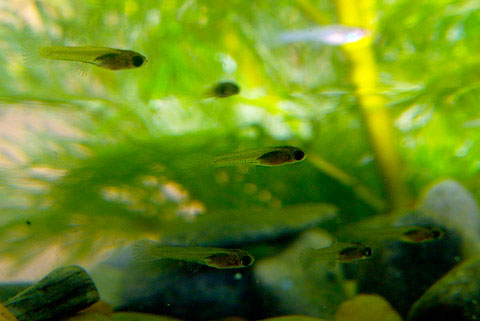 Picture 8 of Watch guppies laying babies