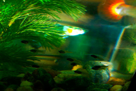 Picture 9 of Watch guppies laying babies