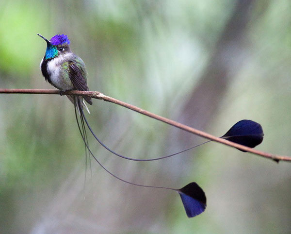 Picture 1 of Watch hummingbirds -