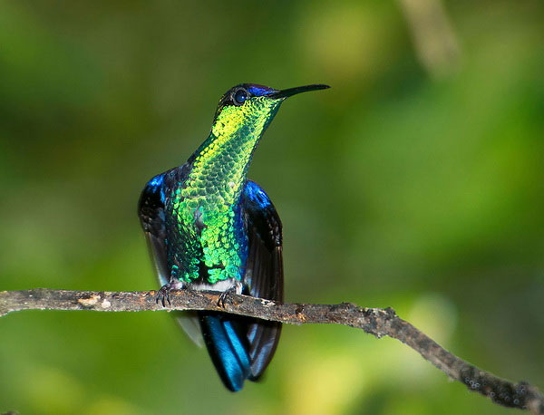 Picture 10 of Watch hummingbirds -