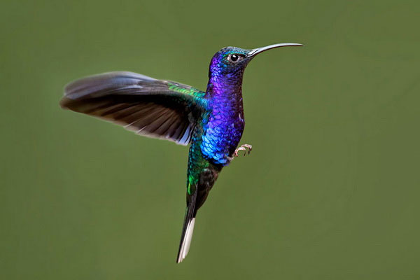 Picture 11 of Watch hummingbirds -