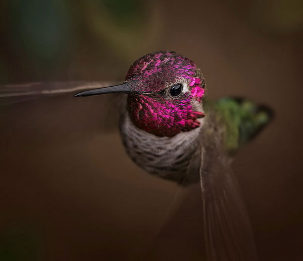 Picture 12 of Watch hummingbirds -
