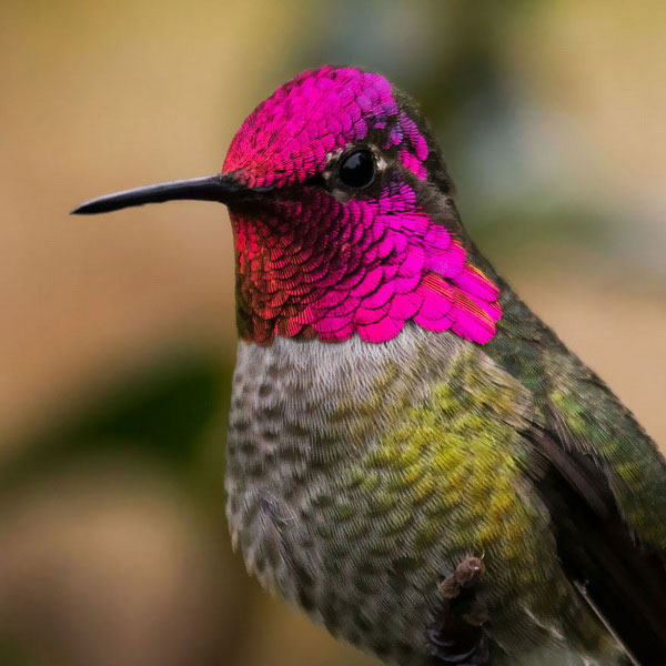 Picture 13 of Watch hummingbirds -