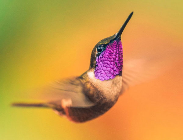 Picture 14 of Watch hummingbirds -