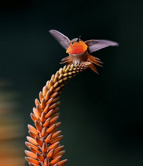 Picture 15 of Watch hummingbirds -