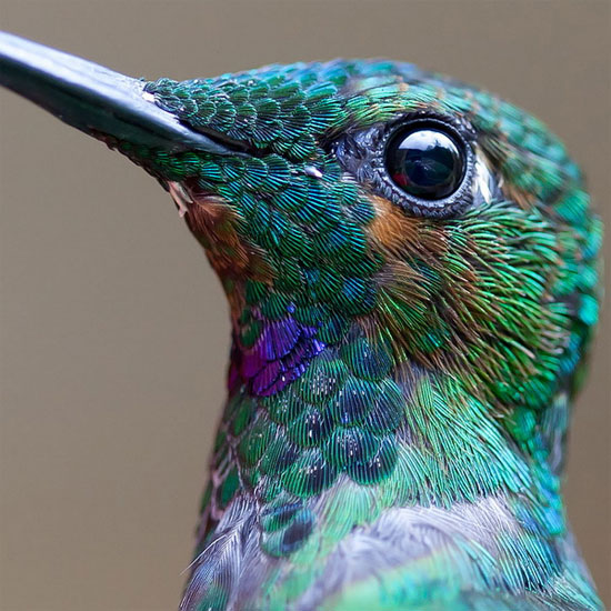 Picture 2 of Watch hummingbirds -