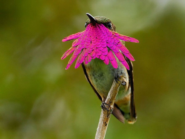 Picture 3 of Watch hummingbirds -