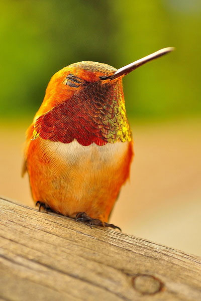 Picture 4 of Watch hummingbirds -