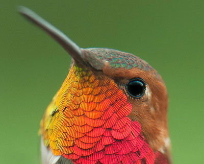 Picture 5 of Watch hummingbirds -