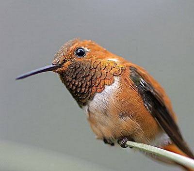 Picture 6 of Watch hummingbirds -