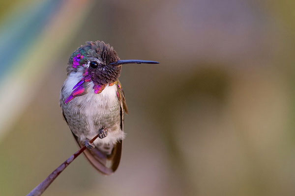 Picture 7 of Watch hummingbirds -
