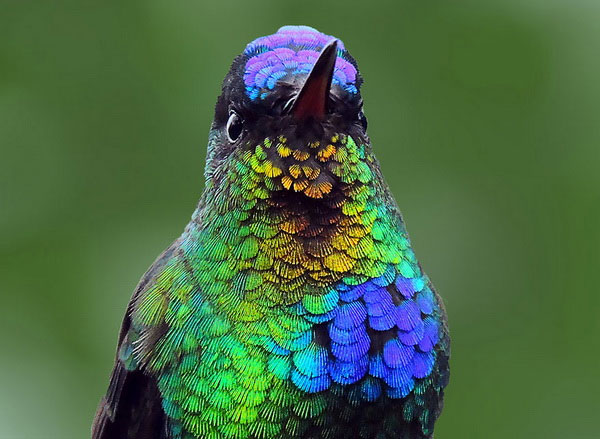 Picture 8 of Watch hummingbirds -