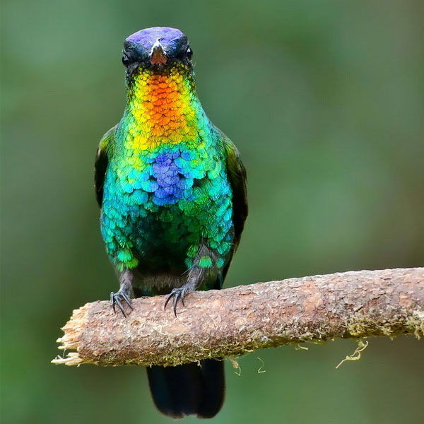 Picture 9 of Watch hummingbirds -