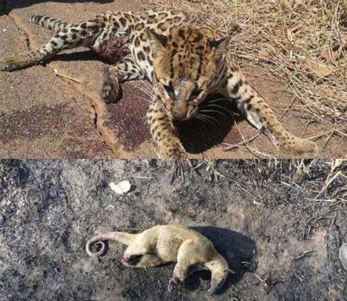 Picture 14 of Watch out for the animals that died when the Amazon forest was visited by the 'firewoman'