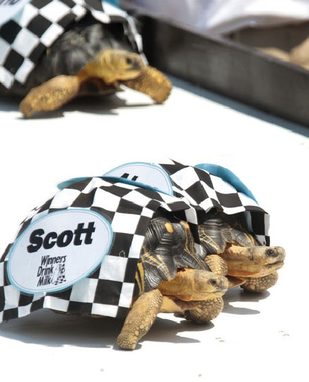 Picture 2 of Watch the athletics turtle
