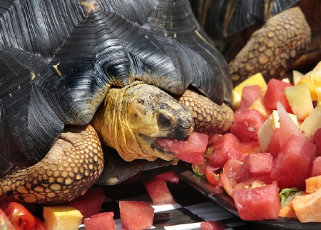 Picture 3 of Watch the athletics turtle