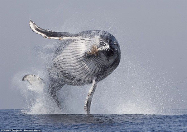 Picture 1 of Watch the classic jump of humpback whales