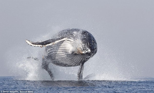 Picture 2 of Watch the classic jump of humpback whales