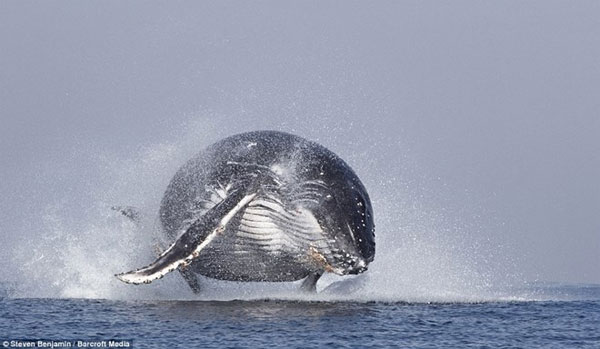 Picture 3 of Watch the classic jump of humpback whales