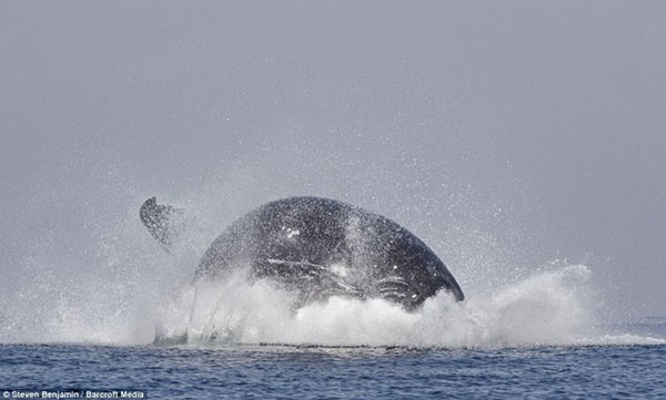 Picture 4 of Watch the classic jump of humpback whales