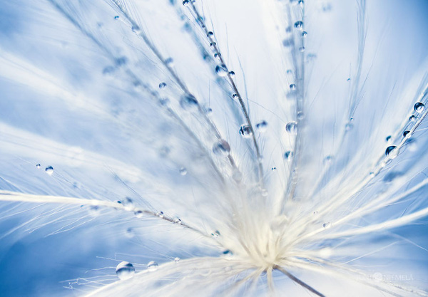 Picture 11 of Watch the flower seeds sparkling in the morning mist