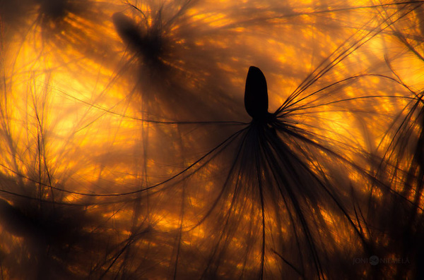 Picture 12 of Watch the flower seeds sparkling in the morning mist