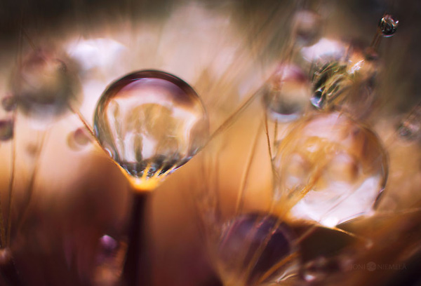 Picture 13 of Watch the flower seeds sparkling in the morning mist