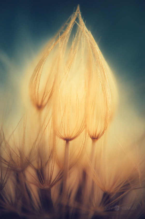 Picture 14 of Watch the flower seeds sparkling in the morning mist