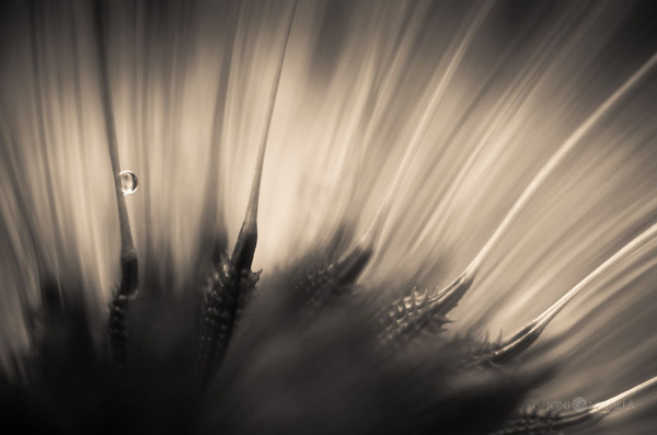 Picture 8 of Watch the flower seeds sparkling in the morning mist