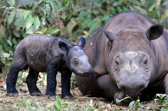 Picture 10 of Watch the lovely 'baby' animals