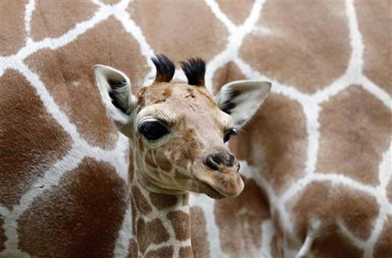 Picture 8 of Watch the lovely 'baby' animals