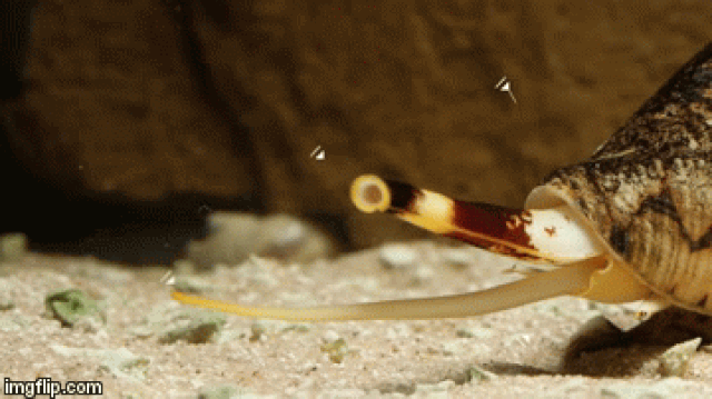 Picture 1 of Watch the Scorpio unleash its 1/5000 second attack and then swallow the fish whole