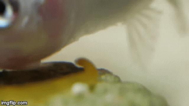 Picture 2 of Watch the Scorpio unleash its 1/5000 second attack and then swallow the fish whole