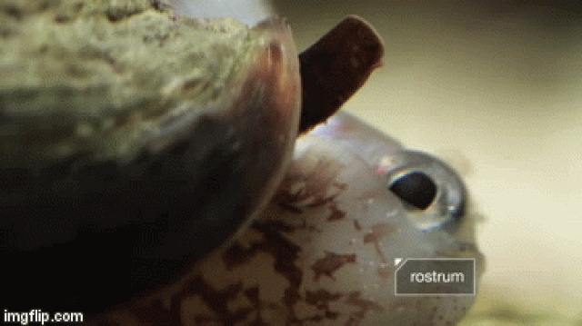 Picture 3 of Watch the Scorpio unleash its 1/5000 second attack and then swallow the fish whole