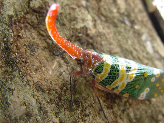 Picture 10 of Watching 'flying elephants' is extremely poisonous in Vietnam