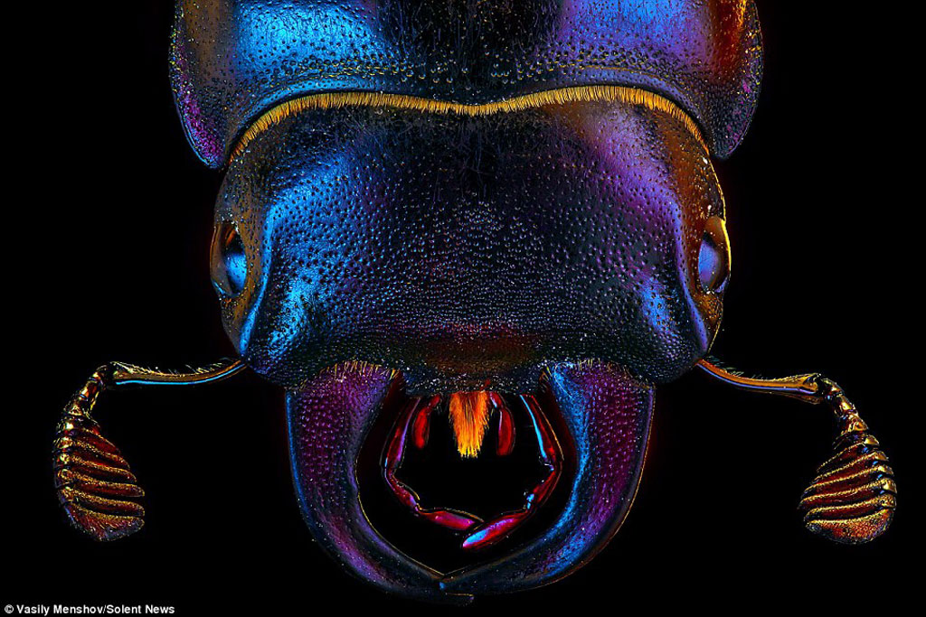Picture 5 of Watching insects 'monster monsters'