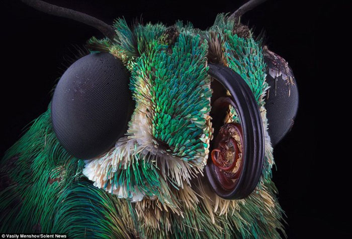 Picture 8 of Watching insects 'monster monsters'