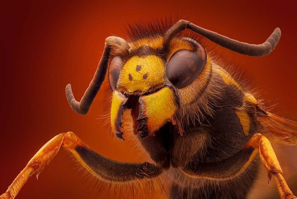 Picture 9 of Watching insects 'monster monsters'
