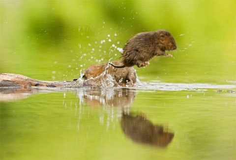 Picture 9 of Water deer fight lions