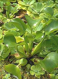 Picture 1 of Water hyacinth - Water purifier