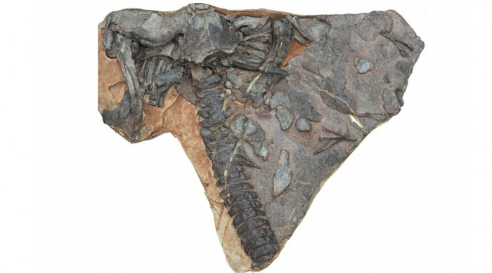 Picture 4 of 'Water monsters' eating shark meat may be human ancestors