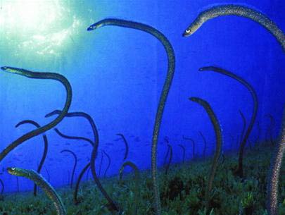 Picture 3 of Water monsters