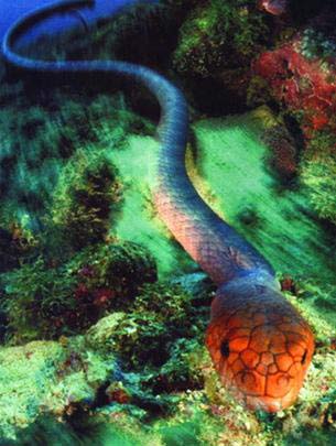 Picture 4 of Water monsters